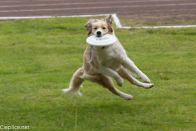 Border collie pokaz frisbee