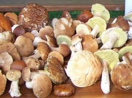 Wystawa świeżych grzybów