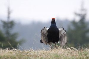 Wystawa Rok cietrzewia