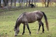 eksmisja6