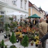 08 Maja 2011 : Kiermasz kwiatów i roślin
