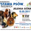14 Maja 2011 : XXXVI KARKONOSKA WYSTAWA PSÓW RASOWYCH