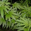 31 Stycznia 2014 : Zlkwidowali plantację marihuany