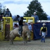 03 Września 2014 : Bull Riding po raz pierwszy w Polsce